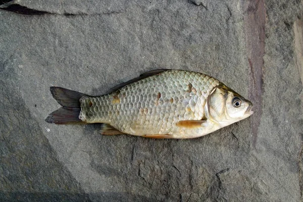 Carassius Auratus Est Poisson Eau Douce Famille Des Cyprinidae Espèces — Photo