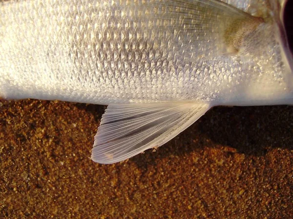 Mořčák Evropský Dicentrarchus Labrax Různé Části Jeho Vnější Anatomie Zoologie — Stock fotografie