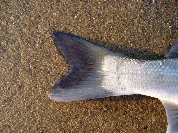 Mořčák Evropský Dicentrarchus Labrax Různé Části Jeho Vnější Anatomie Zoologie — Stock fotografie