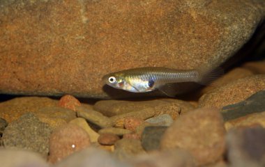 Doğu sivrisinek (Gambusia holbrooki), Kuzey Amerika 'dan gelen küçük balıklar 20. yüzyılın başında Avrupa' da tanıtıldı. Kadın..
