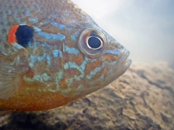 Cabeza Pez Luna Lepomis Gibbosus Una Especie Invasora España Resto — Foto de Stock