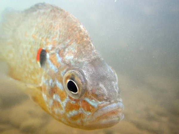 Hlava Slunečnice Lepomis Gibbosus Invazivního Druhu Španělsku Zbytku Evropy Vzorek — Stock fotografie