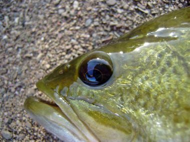Largemouth bass balığı (Micropterus salmoides), 20. yüzyılda İspanya 'da tanıtılan tatlı su balığı. Guadiana nehrinden bir örnek. Göz ve ağız..