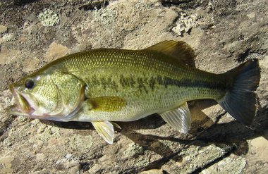 Largemouth bass balığı (Micropterus salmoides), 20. yüzyılda İspanya 'da tanıtılan tatlı su balığı. Guadiana nehrinden bir örnek..