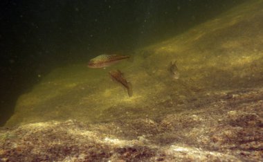Genç Largemouth levreği (Micropterus salmoides), 20. yüzyılda İspanya 'da tanıtılan tatlı su balığı. Fotoğraf Madrid 'deki San Juan rezervuarında suyun altında çekildi..