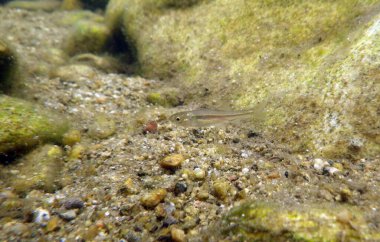 İspanya 'daki Tajo nehrinin İber nase (Pseudochondrostoma polylepis) balığı. Genç balıklar sualtında Madrid 'deki Lozoya nehrinde su altında fotoğraflandı..