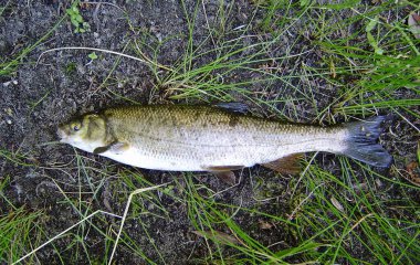 Pseudochondrostoma polylepis, Cyprinidae familyasından bir balık türüdür. Madrid, İspanya 'daki Lozoya nehrinden bir örnek..
