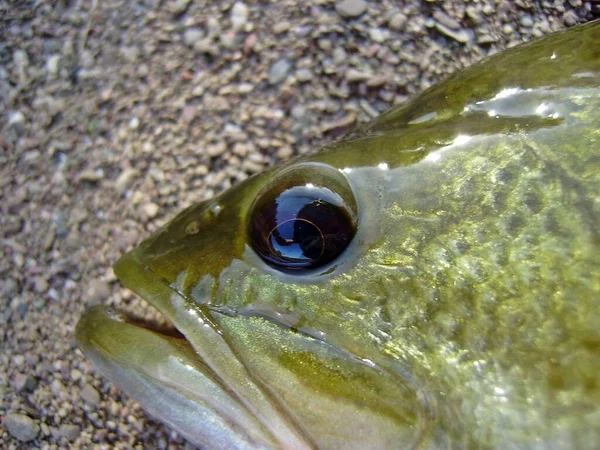 Largemouth Black Bass Micropterus Salmoides Peixes Água Doce Dos Eua — Fotografia de Stock