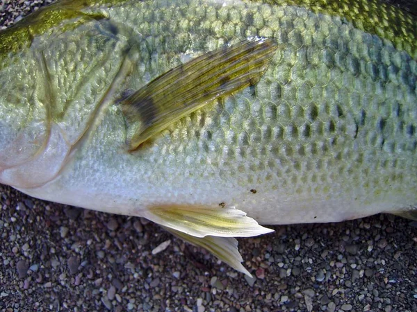 Largemouth Bass Neboli Černý Okoun Micropterus Salmoides Sladkovodní Ryby Usa — Stock fotografie