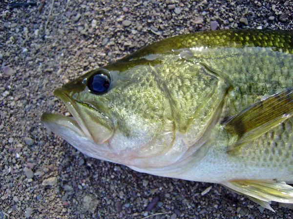 Storögd Havsabborre Eller Svart Havsabborre Micropterus Salmoides Sötvattenfisk Från Usa — Stockfoto