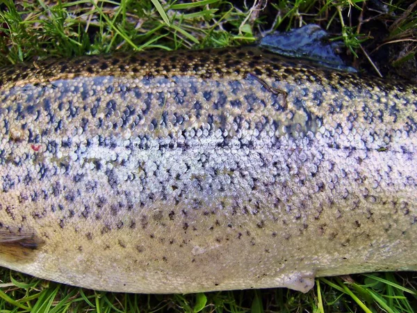 Rainbow trout or Steelhead (Oncorhynchus mykiss). Anatomy of this salmonid native of the rivers tributaries of the Pacific ocean. Fish widely used in aquaculture, breed to fishing and to cook. Body.