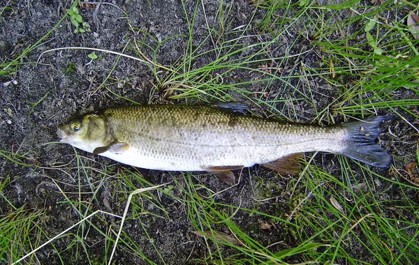 Die Iberische Nase Pseudochondrostoma Polylepis Ist Eine Süßwasserfischarte Aus Der — Stockfoto