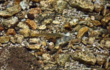 Genç kahverengi alabalık (Salmo trutta fario), bir İspanyol nehri. Fotoğraf yukarıdan çekildi.