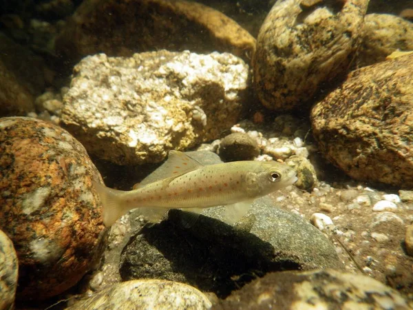 来自西班牙塔荷河 Tajo River 的小褐鳟鱼 Salmo Trutta Fario 在河里潜水时拍的照片 — 图库照片