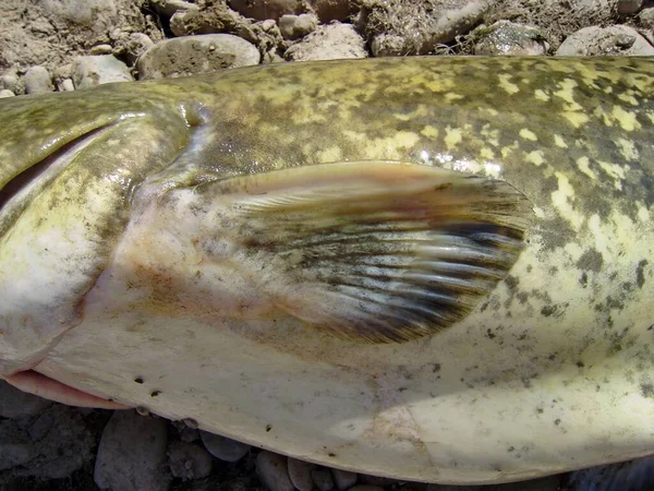Wels Catfish Sheatfish Silurus Glanis Anatomy Different Parts Body Invasive — Stok Foto