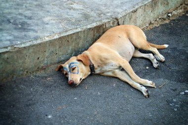 Bangkok, Tayland 'da yüzüne gözlük çizilmiş bir köpek. Yaramazlık.
