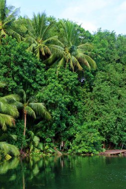 Kanchanaburi, Tayland 'daki Kwai Yai nehrinin kıyısında bitki örtüsü.
