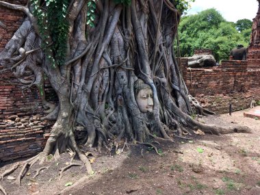 Buda 'nın başı Ayutthaya, Tayland' da ağaç köklerinde. Wat Mahathat.