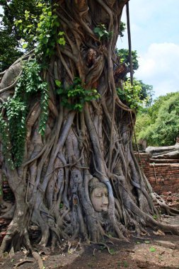 Buda 'nın başı Ayutthaya, Tayland' da ağaç köklerinde. Wat Mahathat.