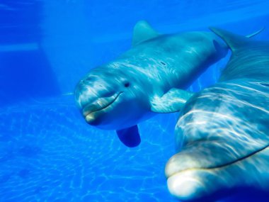 Temiz su havuzunda bir çift yunus. Su altı fotoğrafçılığı. Yunuslar anne ve kızı kameraya bakıyor..