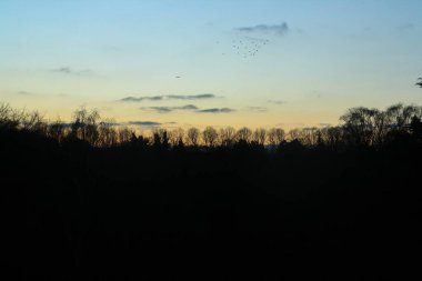 Ağaçların silueti, gün batımında kuş sürüsü ve uçak. Kopenhag 'da Vestre mezarlığında günbatımı (Danimarka).