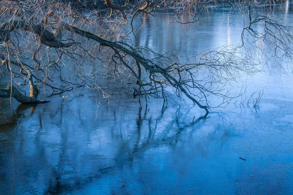 Замерзшая Вода Канале Цитадели Зимой Копенгаген Дания Зимняя Фотография Ветки — стоковое фото