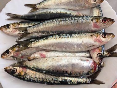 Tabakta pişmeye hazır taze sardalyalar. Sardalyalar (ayrıca 