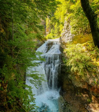 Arazas Nehri 'ndeki Cueva (mağara) şelalesi, Ordesa Vadisi, İspanya Pireneleri, Huesca, İspanya. Yaz başında çam ormanlarının güzel doğal bir manzarası..