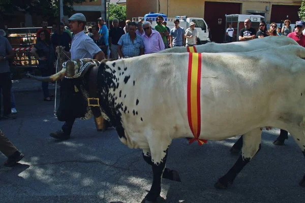 Bustarviejo 马德里 2018 第八版野外博览会 西班牙语 Feria Del Campo 两头公牛的品种与枷锁准备好了脱粒展览 — 图库照片