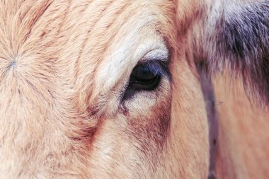Halka açık bir Aubrac ineğinin yüzüne ve gözüne yakın çekim. Feria del Campo 'nun VIII versiyonu (İngilizce: Field Fair) 2018, Bustarviejo, Madrid.