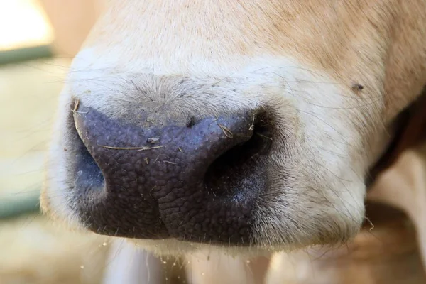 在一只向公众展示的奥布拉克奶牛的鼻孔的特写 2018年在马德里Bustarviejo举行的Feria Del Campo第八版 Field Fair — 图库照片