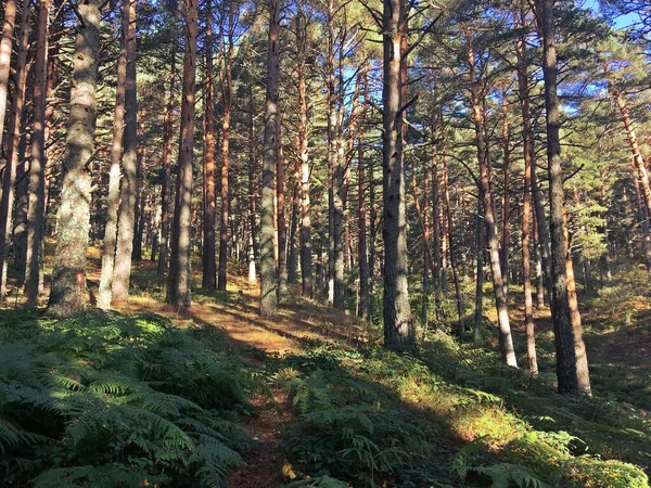 Las Pinus Sylvestris Cercedilla Madryt Hiszpania Piękny Jesienny Obraz Szlaku — Zdjęcie stockowe