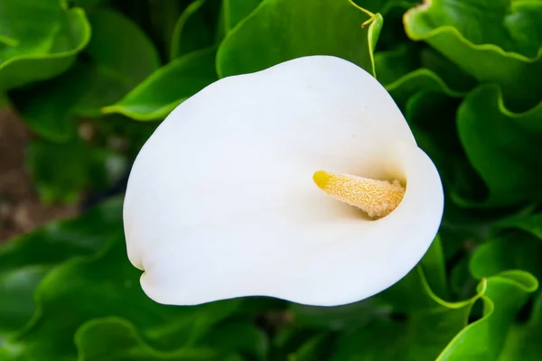 Zantedeschia Aethiopica Znana Jako Calla Lilia Arum Lilia Ładne Tło — Zdjęcie stockowe