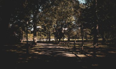 Dark path under the trees of Central Park, USA. Path without people in Arthur Ross Pinetum, November 2019.