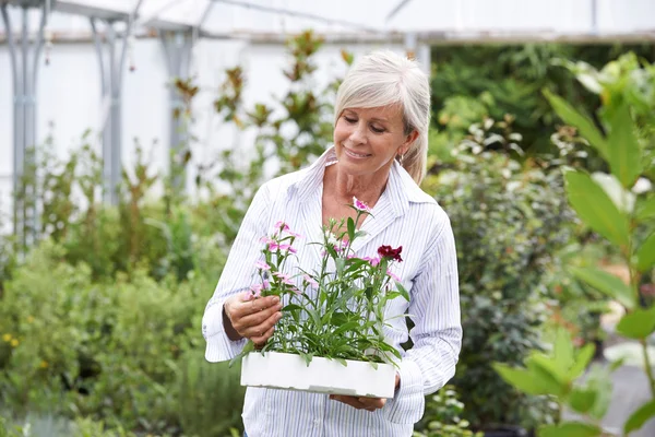 Mulher madura escolhendo plantas no centro de jardim — Fotografia de Stock