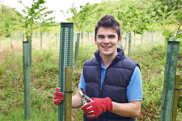 Trabajador forestal cuidando árboles jóvenes — Foto de Stock