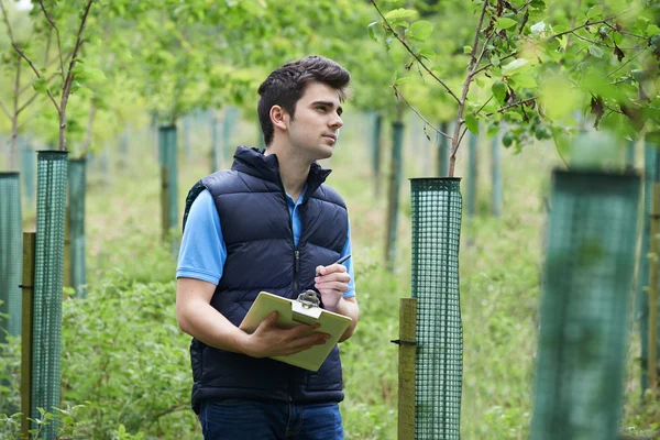 Bosbouw werknemer met Klembord controle van jonge bomen — Stockfoto