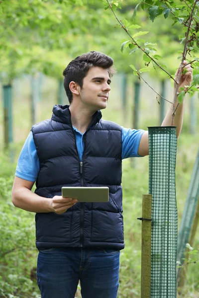 Forstarbeiter mit digitalem Tablet überprüft junge Bäume — Stockfoto