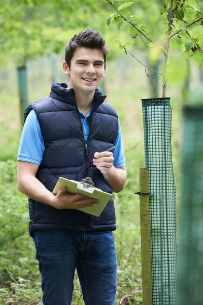 Trabajador forestal con portapapeles Comprobación de árboles jóvenes — Foto de Stock