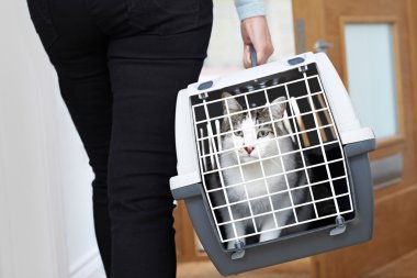 Evde beslenen hayvan kedi veteriner taşıyıcıya çekici kadın