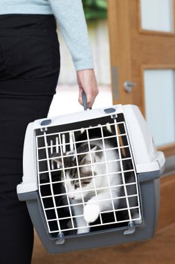 Evde beslenen hayvan kedi veteriner taşıyıcıya çekici kadın
