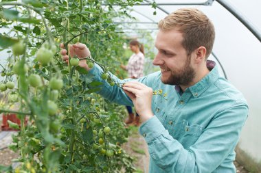 domates bitkileri sera içinde kontrol çiftçi