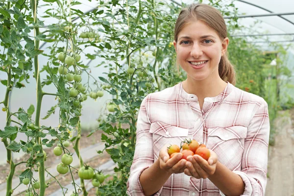 Жінка сільськогосподарський працівник перевіряє рослини помідорів в теплиці — стокове фото