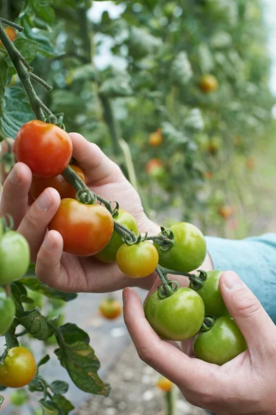 Primer plano del agricultor inspeccionando el cultivo de tomate —  Fotos de Stock