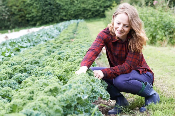 Kobieta pracuje w pole na gospodarstwo ekologiczne — Zdjęcie stockowe
