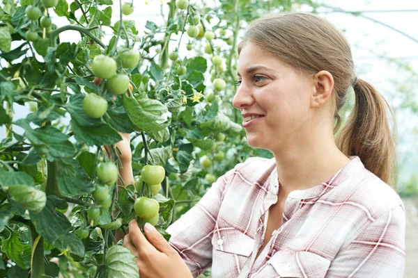 Kvinnliga jordbruksarbetare kontrollera tomatplantor i växthus — Stockfoto