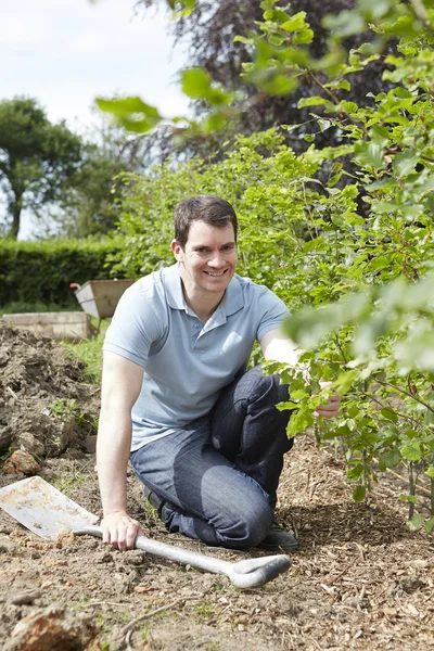 Landskap trädgårdsmästare plantera häck — Stockfoto