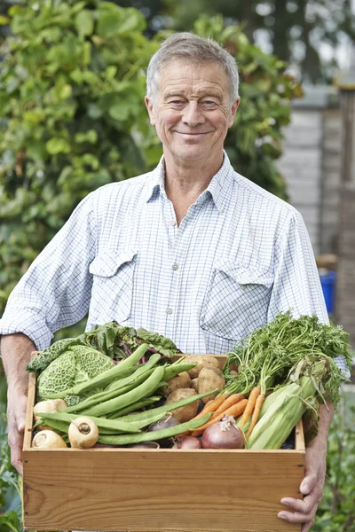 Старший человек на Allotment с Box of Home Grown Vegetables — стоковое фото