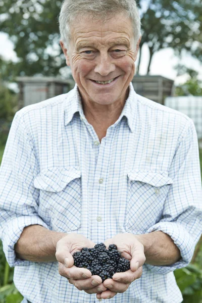 Senior auf Kleingartenanlage hält frisch gepflückte Brombeeren — Stockfoto