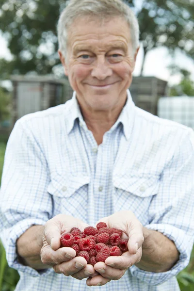Senior Man On Allotment Holding Freshly Picked Raspberries — Stock Photo, Image